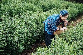 Image result for Camellia sinensis