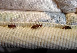 We provide pest control and management services across the state in the following sectors: How To Protect Yourself Against Hotel Bedbugs Chicago Tribune