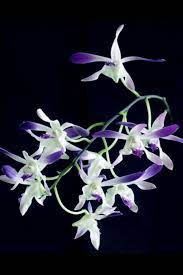 Dendrobium Blue Twinkle Antelope Type Orchid Plant Blooming Size Orchid Plants Orchids Orchid Supplies