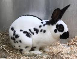 Black And White Spotted Rabbit Breeds English Spotted Rabbit Buck For Sale In Pembroke Dock Pembrokeshire English Spot Rabbit Rabbit Breeds Beautiful Rabbit