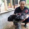 Peternak ayam bangkok ngampel papar kediri kediri, jawa timur / peternakan ayam bangkok kediri jawa timur tentang kolam kandang ternak : 3