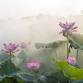 Awake ~ Morning Hatha Yoga Series (Term 4) event image