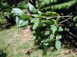 Image result for Quercus suber