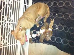 Click the small x to the right of a group's name and shelter # to report an error. Pitbull Puppies For Sale Connecticut
