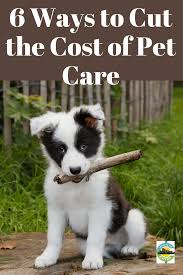 Pin On All Things Pets