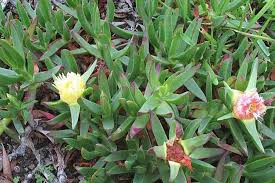 Image result for Carpobrotus