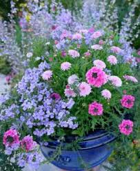 Image result for Sutera debilis