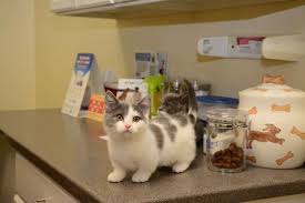 1,617 likes · 15 talking about this · 3,560 were here. Plaza Pet Clinic 1855 Senseny Rd 7 Winchester Va 22602 Usa