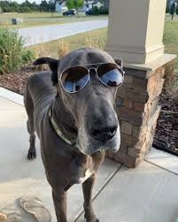 Get quotes for puppet shows in fayetteville, north carolina and book securely on gigsalad. Garner S Great Danes Of The Carolinas Home Facebook