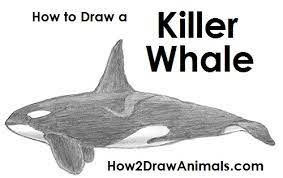 Let's draw a killer whale! How To Draw A Killer Whale Video Step By Step Pictures