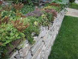 Various Sedum Growing Beautifuly Over A Retaining Wall Hope Mine Does This Well Dry Stone Wall Limestone Wall Sedum