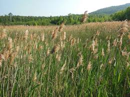 Image result for Phragmites