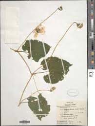 Image result for Momordica pterocarpa