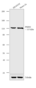 PSD93 Polyclonal Antibody, Invitrogen 100 μg; Unconjugated:Antibodies, |  Fisher Scientific