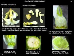 Image result for Aleurites