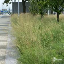 Image result for Sporobolus