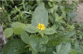 Image result for Aspilia