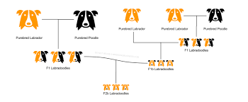 Hybrid Dog Breeds What Does F1 F2 F3 F1b F2b Mean