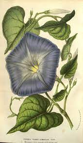 Ipomoea Tricolor Botanical Prints Botanical Illustration Blue Morning Glory