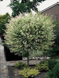 Die Gartenpflanze Des Monats Januar Die Weide Harlekinweide Baume Garten Und Garten Ideen