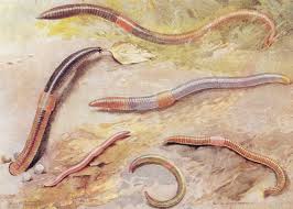 An earthworm on a soil. Earthworm Diversity Earthworm Society Of Britain