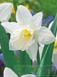 Narcissus Mount Hood Gartenea Narcissus Spring Bulbs Daffodils