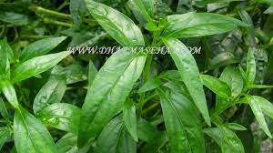 Pin Di Obat Herbal