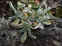 Image result for Gnaphalium purpureum