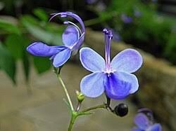 Image result for Rotheca