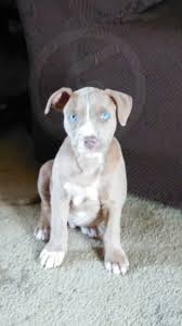 Puppy Pitbull Blue Eyes Rednose Cute Baby By Tim Oconnell Photo Stock Snapwire