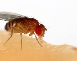 Fruit fly (Drosophila melanogaster)