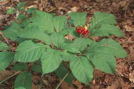 Biggest ginseng root extract manufacturers and exporter. Ginseng Facts And Health Benefits