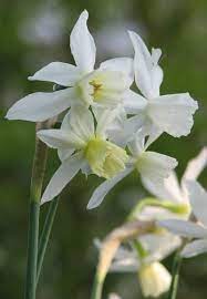 Tall white flower can be obtained in a variety of ways: Daffodil Thalia Bulb Flowers Daffodils Spring Perennials