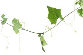 Image result for Coccinia grandis