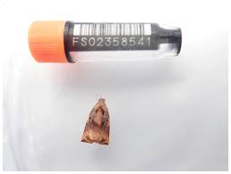 Image result for Archips podanus