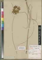 Image result for Pycreus chrysanthus