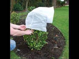How To Protect Plants In Winter Season Tips And Tricks In Urdu Hindi Plants Large Plants Full Shade Plants