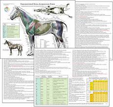 Cat Acupressure Acupuncture Points 8 5 X 11 Chart 9 95