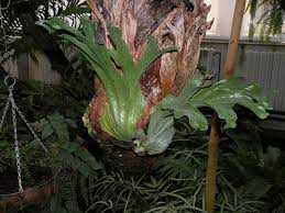 Image result for parožnatka Platycerium
