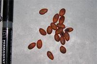 Image result for Albizia glaberrima