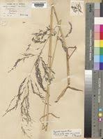 Image result for Eragrostis rotifer