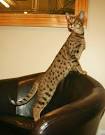 F1 thru F5 Savannah Cat Size Guide | African Cats ...