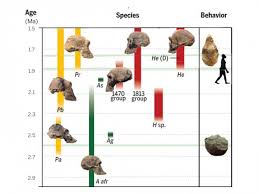 the traits that make us human evolved at different times