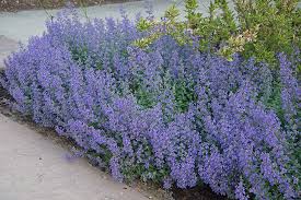 Check spelling or type a new query. Count On Catmint For Reliable Showy Flowers Carolina Country