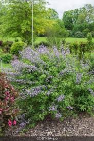 Image result for Baphia speciosa