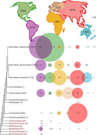 Image result for Athroisma gracile
