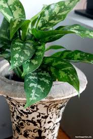 Zimmerpflanzen Tipps Fur Den Schatten Tolle Pflanzen Und Schicke Kubel Pflanzen Zimmerpflanzen Pflanzenblatter