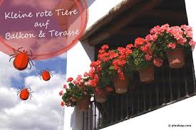Kleine Rote Tiere Auf Balkon Und Terrasse Um Wen Handelt Es Sich