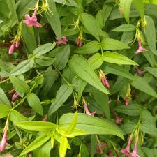 Image result for Jasminum beesianum