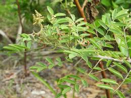 Image result for Indigofera lupatana